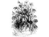 Gourd shading a man